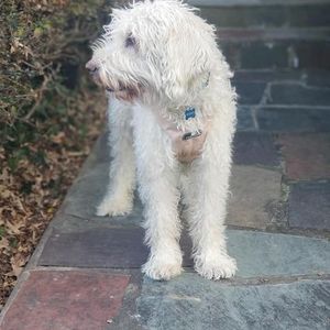 Meet your Posher, Peter